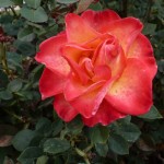 Joy | Last Rose of Winter