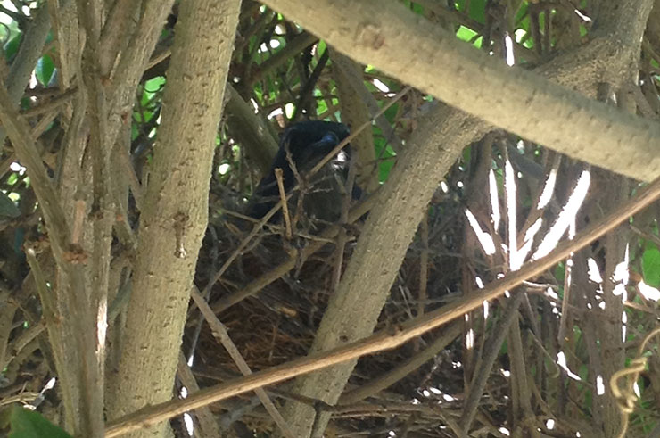 Western-Scrubjay-family-01